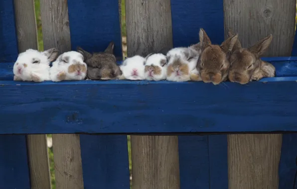 Забор, кролики, малыши, крольчата