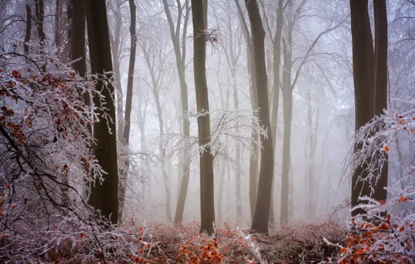 Зима, лес, природа