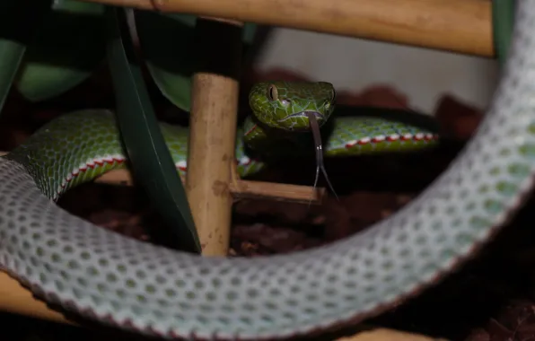 Картинка green, snake, macro, pit viper