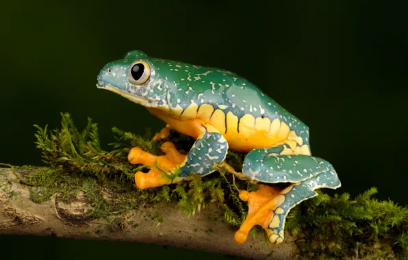 Лягушка, ветка, причудливая квакша, fringed leaf frog