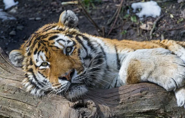 Картинка кошка, взгляд, тигр, отдых, бревно, амурский тигр, ©Tambako The Jaguar