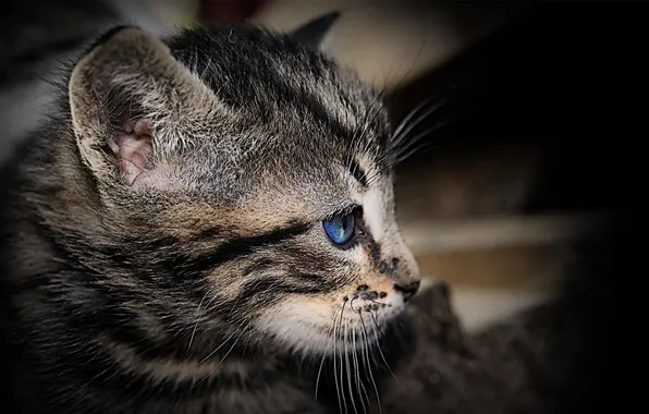 Картинка кошка, глаза, взгляд, Кот