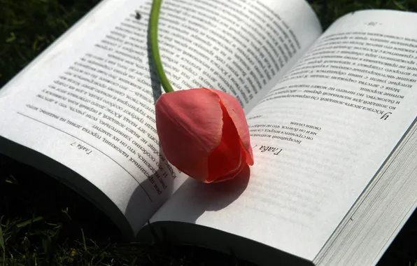 Картинка тюльпан, весна, книга