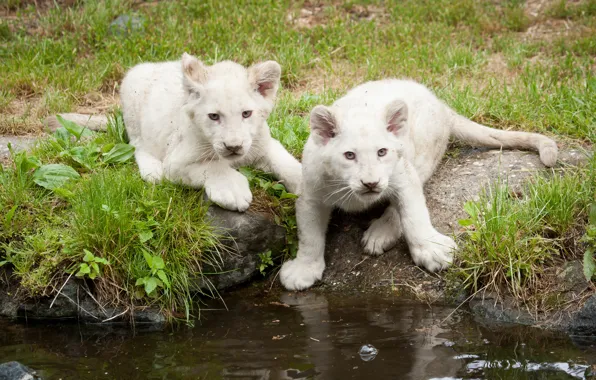 Картинка кошка, трава, котята, львята, белые львы, водоём, львёнок