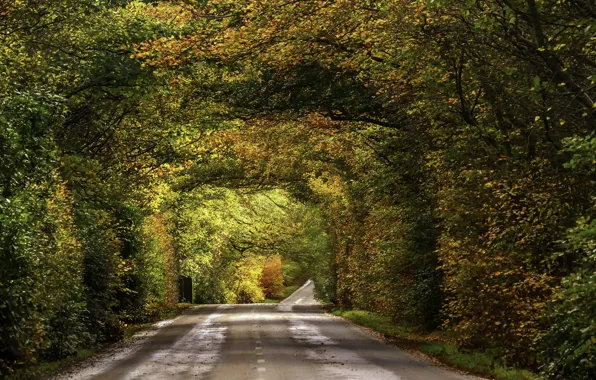 Road, autumn, fall, foliage