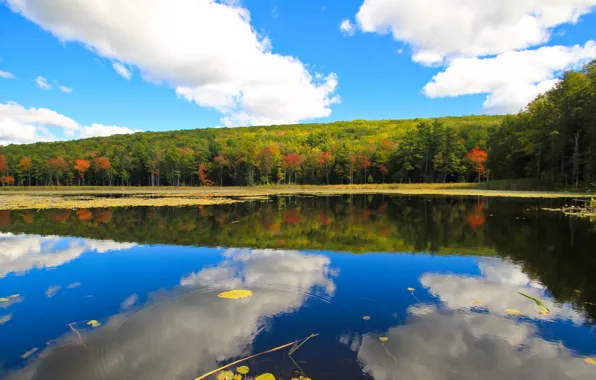 Картинка озеро, отражение, облака, небо, осень, лес