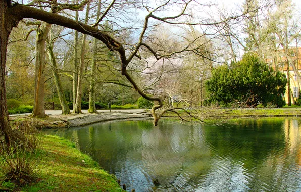 Water, park, lake, tree, pond