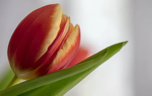 Картинка цветок, макро, тюльпан