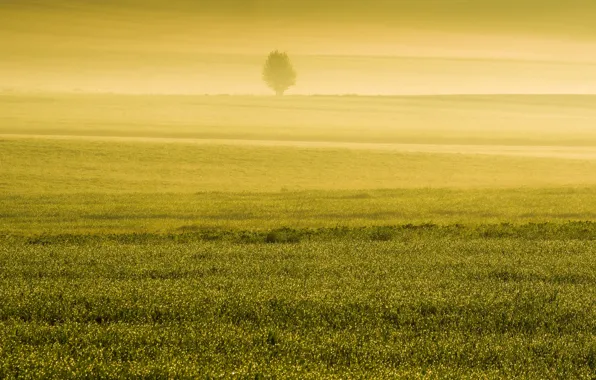 Картинка поле, туман, весна, утро