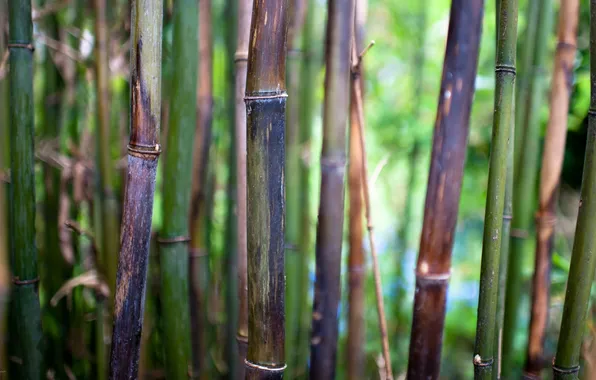 Макро, природа, бамбук