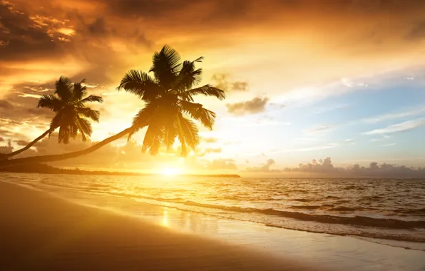 Картинка пляж, небо, облака, пейзаж, природа, пальмы, океан, берег