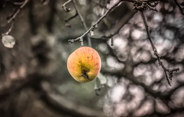 Картинка осень, яблоки, яблоня