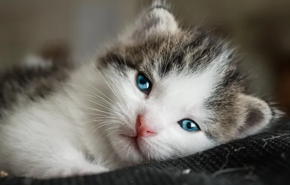 Кошка, глаза, взгляд, котенок, портрет, маленький, мордочка, милый