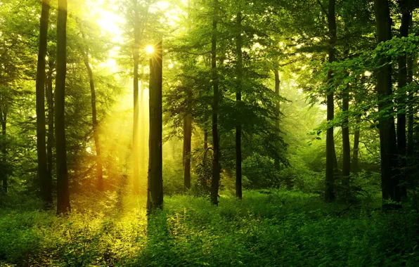 Картинка зелень, лес, трава, деревья, лучи солнца
