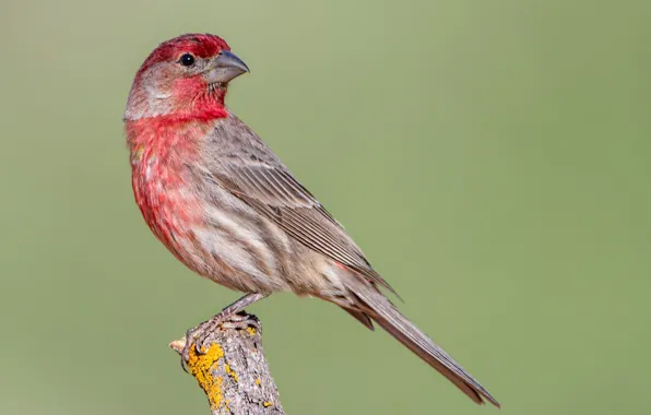 Картинка природа, птица, клюв, хвост, Мексиканская чечевица