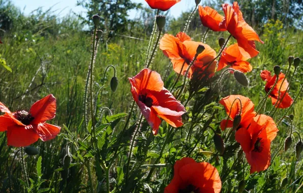 Red, poppy, meadow, blumming