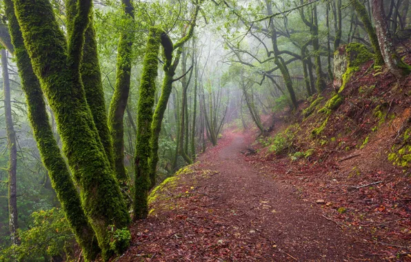 Лес, деревья, туман, тропинка, California, Santa Cruz Mountains