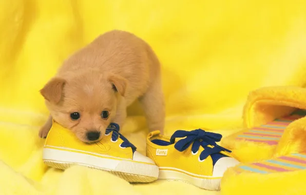 Обувь, собака, щенок, puppy, dog, shoes