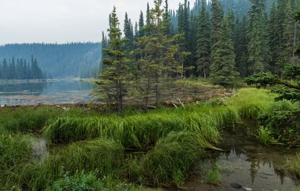 Картинка лес, трава, вода, деревья, озеро, Аляска, дымка, Denali National Park