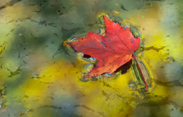 Осень, листья, природа