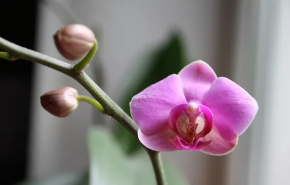 Картинка макро, цветы, архидея