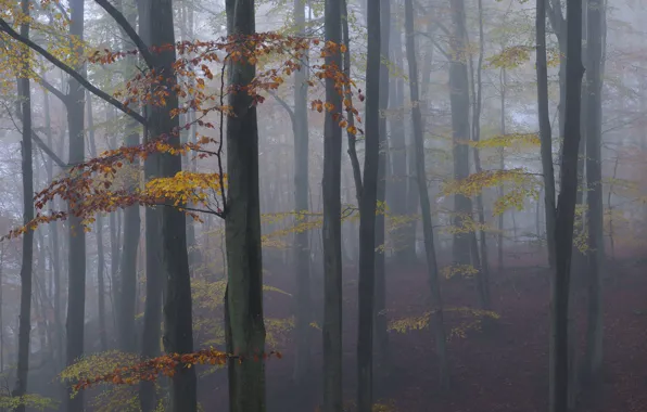 Осень, лес, деревья, природа, туман, Швеция, Sweden, Skåne