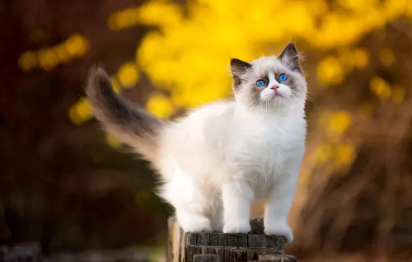 Кошка, природа, котенок, фон, столб, пушистый, мелкий, милашка