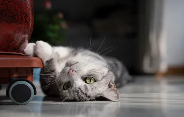 Кошка, кот, взгляд, мебель, пол, лежит, мордашка, зеленые глаза