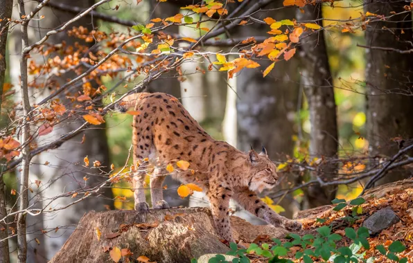 Картинка лес, деревья, рысь