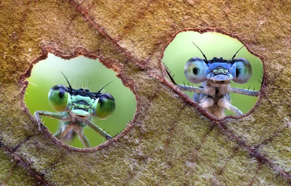 Картинка насекомые, лист, парочка