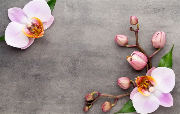 Цветы, орхидея, pink, orchid