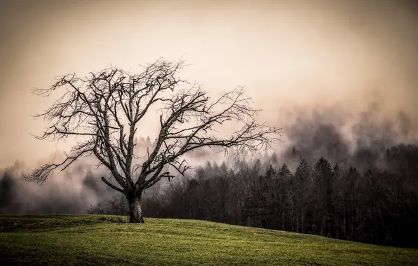 Поле, деревья, туман