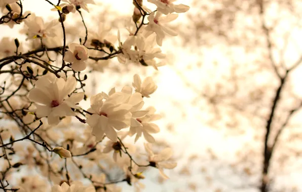 Белый, цветы, ветки, природа, фон, ветви, весна, цветение