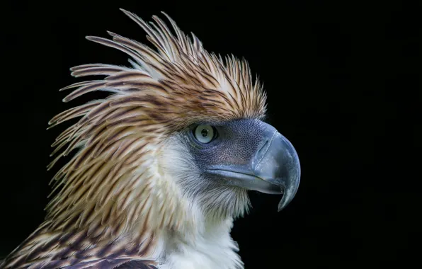 Bird, large, Philippines, monkey-eating eagle, philippine eagle