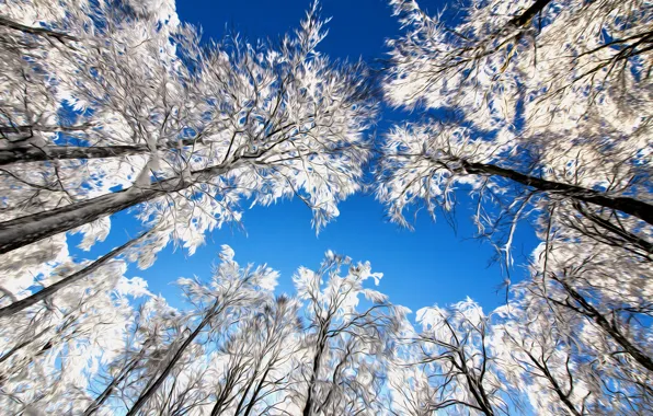 Картинка небо, снег, деревья, линии, ветки, природа, штрих