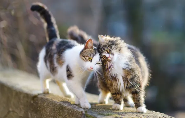 Кошки, ласка, парочка