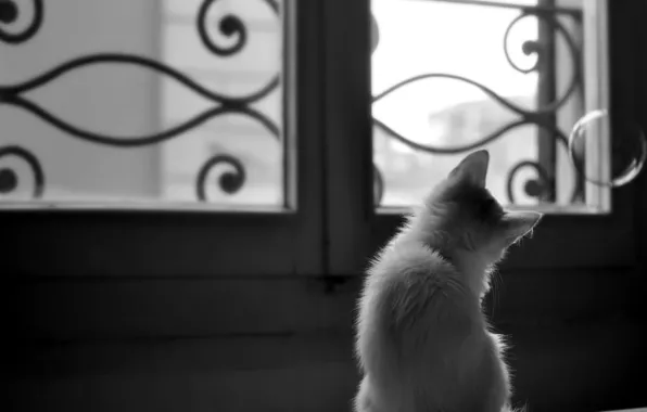 Картинка котенок, животное, окно, пузырь, любопытство, решетки