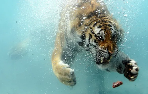Картинка вода, тигр, ситуация, мясо, tiger, плывет