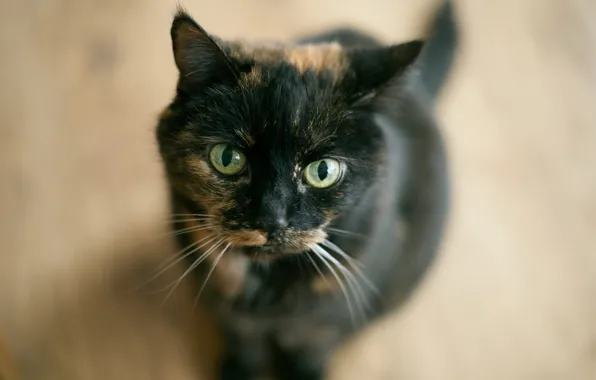 Кошка, взгляд, фон