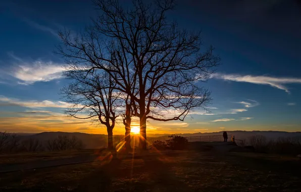 Картинка солнце, дерево, Природа