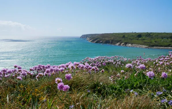 Море, цветы, побережье, France, Brittany, Camaret Sur Mer