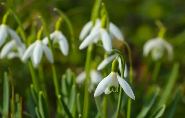 White, flower, spring, snowdrop