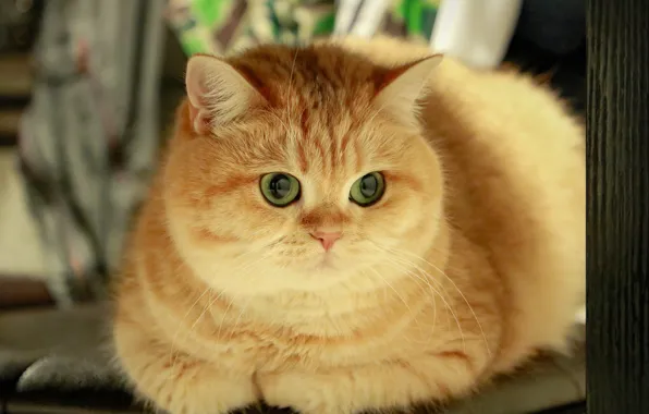 Кошка, кот, взгляд, морда, поза, рыжая, милашка, кошечка