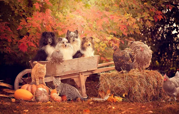 Осень, собаки, деревья, кошки, коты, тачка, сено, тыквы