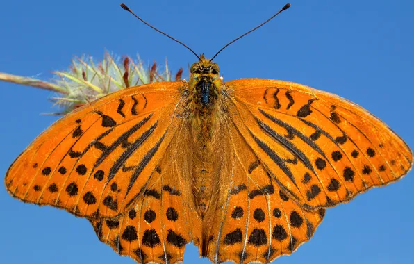Картинка макро, бабочка, крылья, насекомое, мотылек