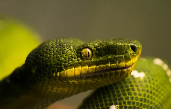 Зеленый, змея, голова, чешуя, профиль