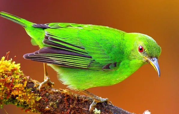Nature, bird, animal
