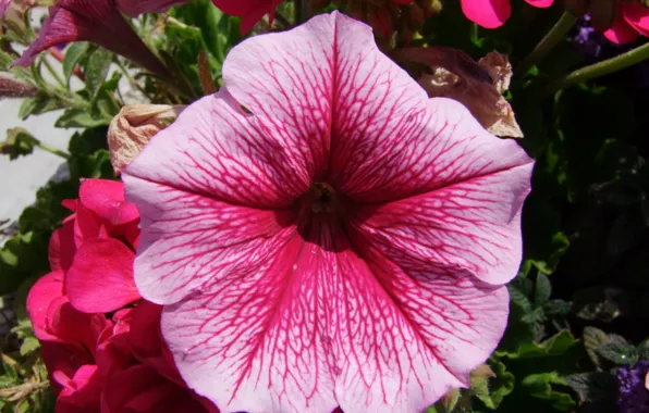 Deutschland, Blume, Blüte