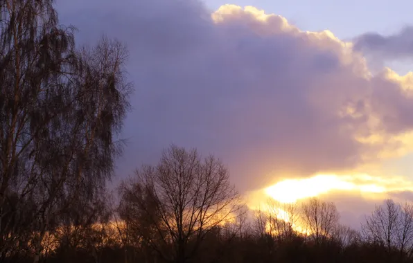 Light, sky, sunset, cloud, tree