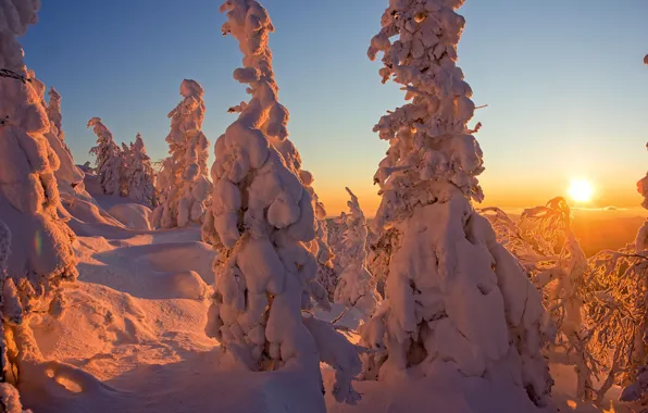 Картинка зима, солнце, лучи, снег, деревья, пейзаж, закат, природа